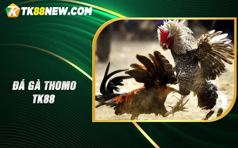 Đá gà Thomo TK88