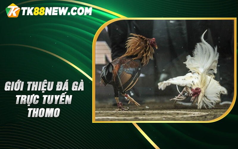 Đá gà trực tuyến Thomo - 1 trải nghiệm cược không thể bỏ qua 4 Giới thiệu đá gà trực tuyến Thomo
