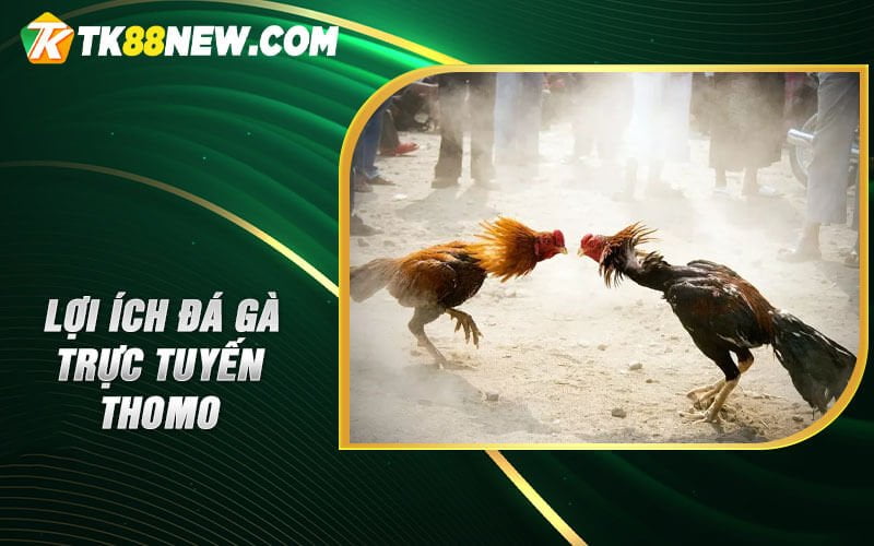 Đá gà trực tuyến Thomo - 1 trải nghiệm cược không thể bỏ qua 5 Lợi ích Đá gà trực tuyến Thomo