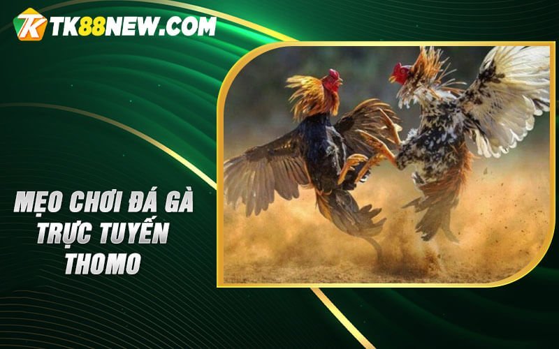 Đá gà trực tuyến Thomo - 1 trải nghiệm cược không thể bỏ qua 6 Mẹo chơi đá gà trực tuyến Thomo