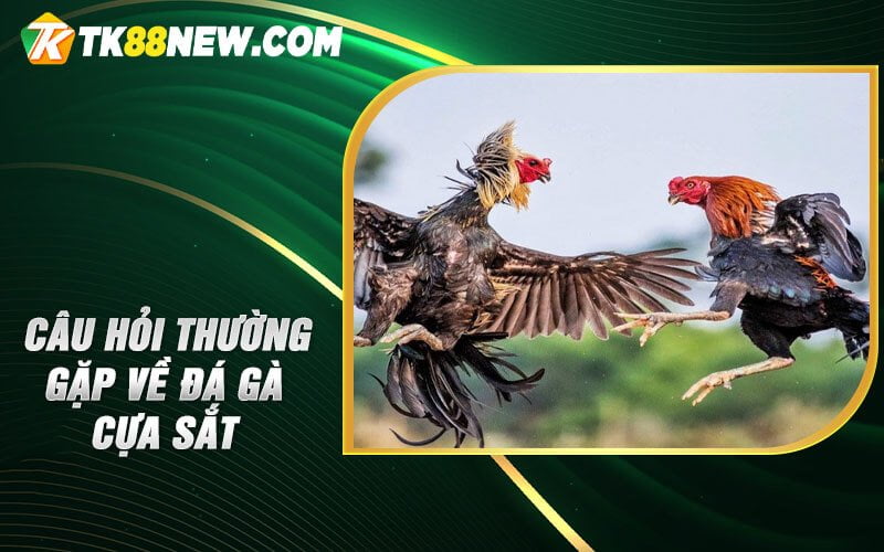 Đá Gà Cựa Sắt - Khám Phá Nguyên Lý và Cách Chơi 6 Câu hỏi thường gặp về Đá gà cựa sắt