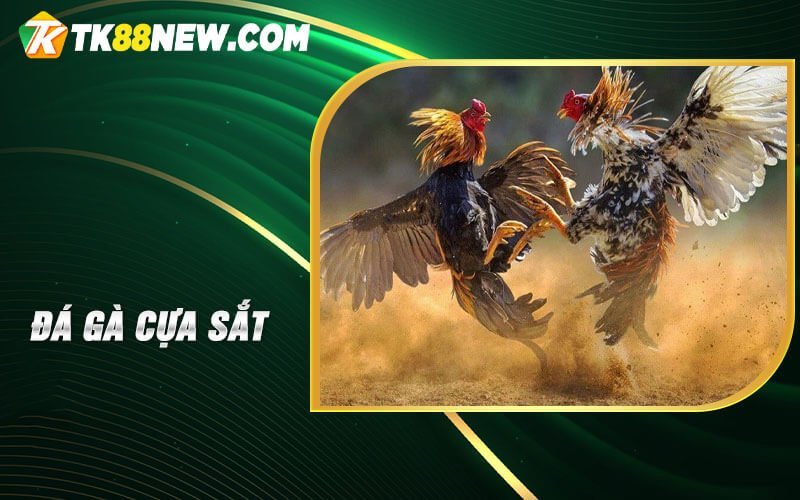 Đá Gà Cựa Sắt - Khám Phá Nguyên Lý và Cách Chơi 1 Đá gà cựa sắt