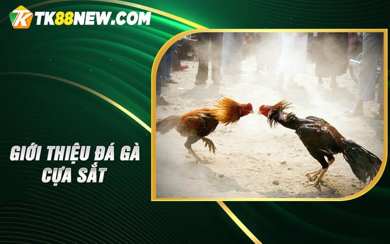 Đá Gà Cựa Sắt - Khám Phá Nguyên Lý và Cách Chơi 4 Giới thiệu Đá gà cựa sắt
