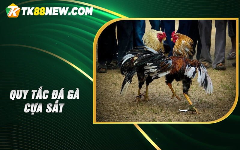 Đá Gà Cựa Sắt - Khám Phá Nguyên Lý và Cách Chơi 5 Quy tắc Đá gà cựa sắt